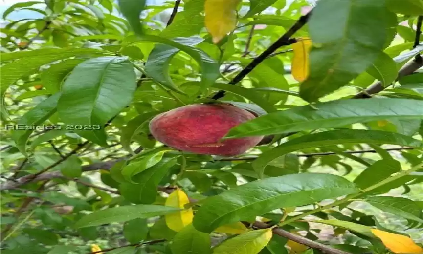 As you explore the grounds, you'll notice the landscape is adorned with fruit-bearing trees that add a touch of nature's bounty to your daily life.