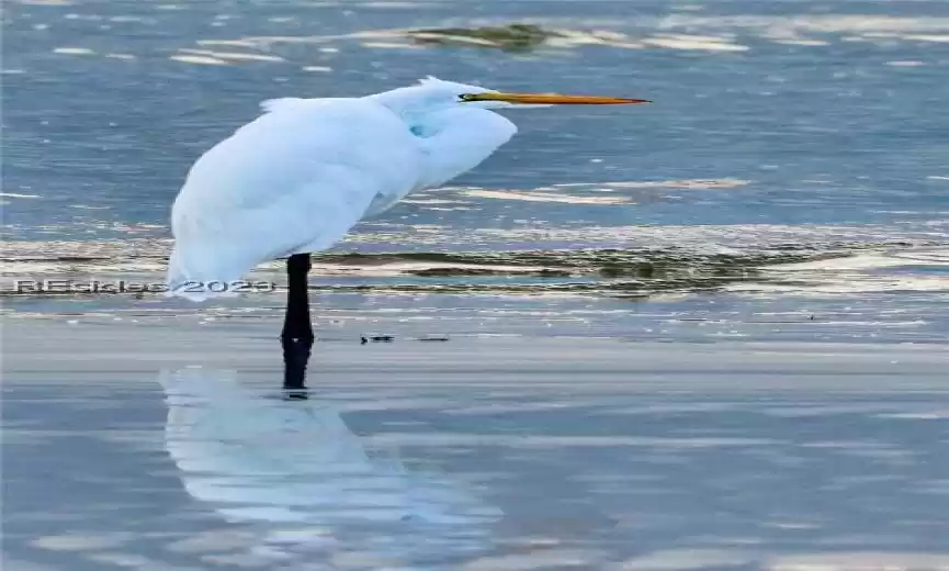 Lots of wildlife on Harbor Island!