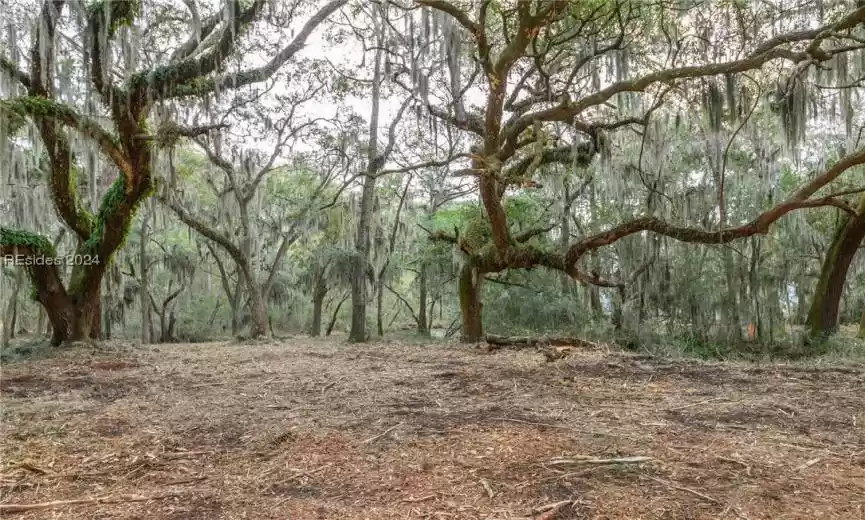 View of nature
