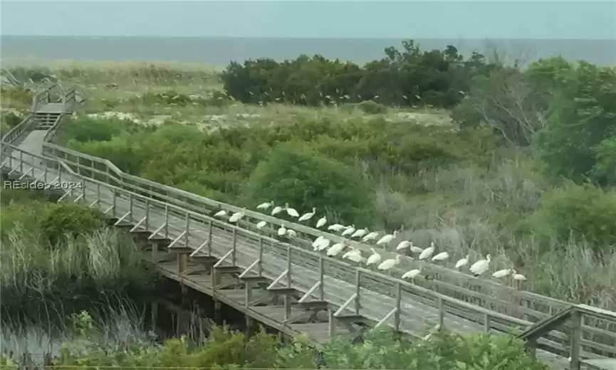 Another boardwalk with lots of wildlife.