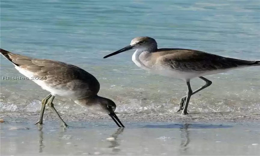 Lots of wildlife on Harbor Island