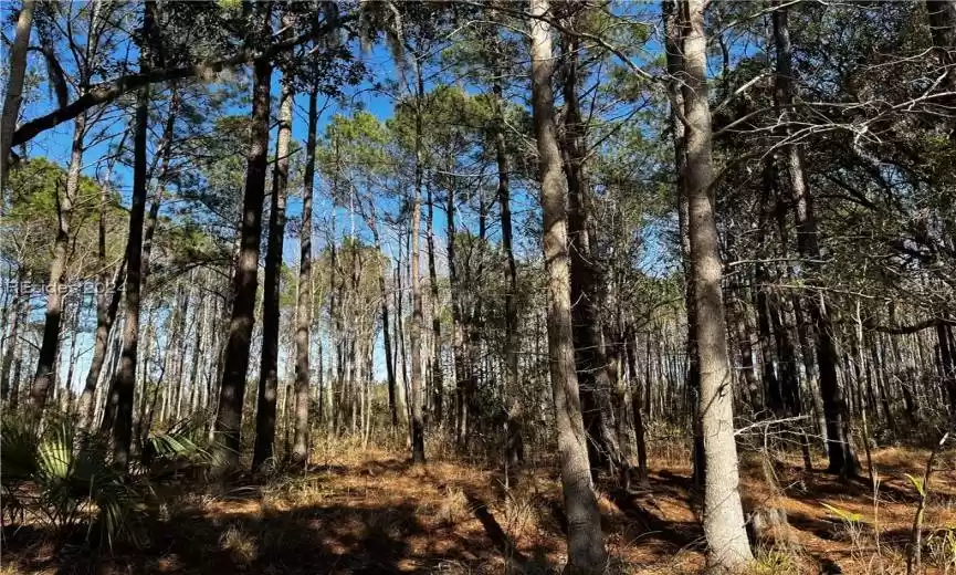 Gorgeous Pine and Hardwoods