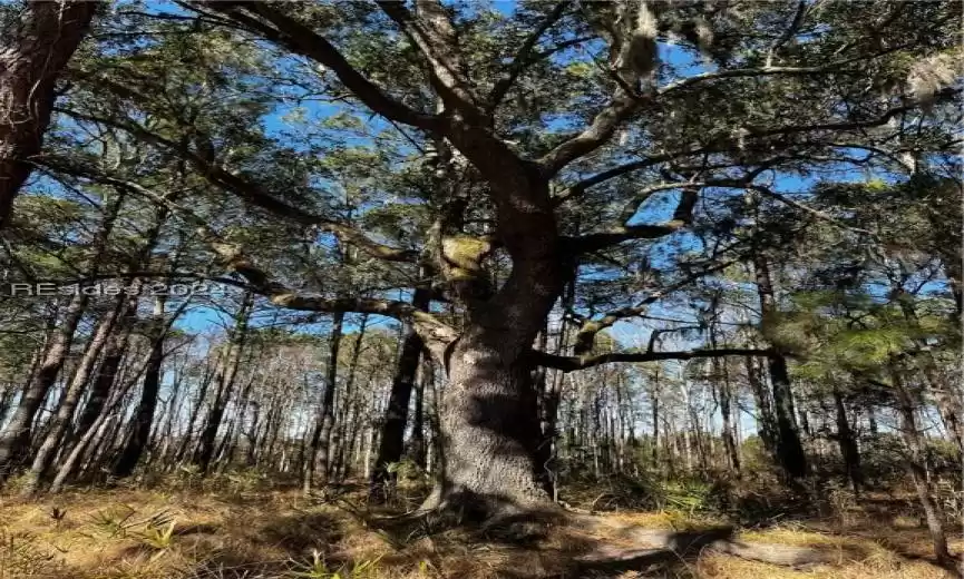 Mature Live Oak at Lot 66