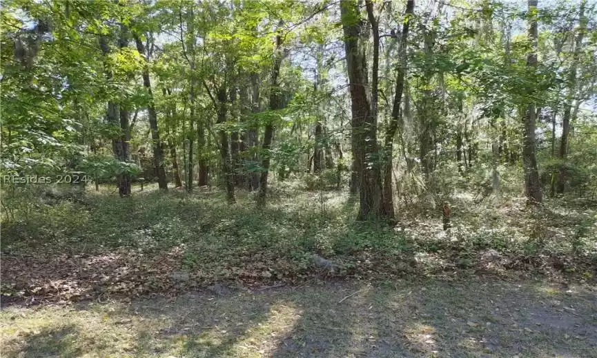 View of local wilderness