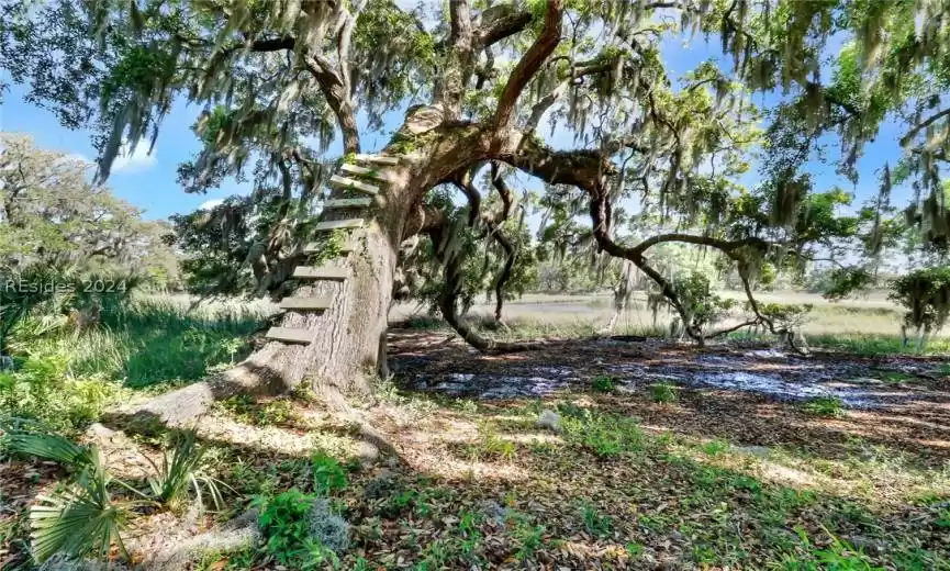 View of nature